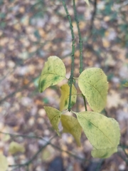Euonymus verrucosus