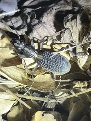 Anthiinae