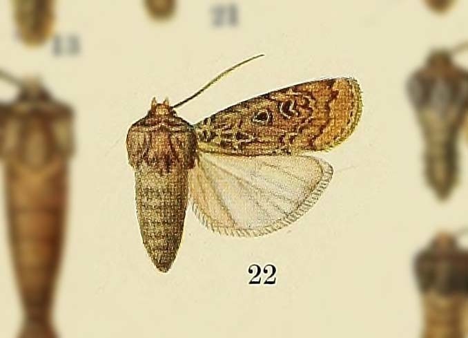 Hermonassa incisa