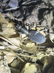 Anthiinae