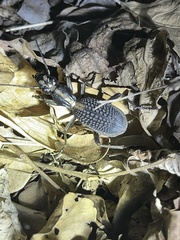 Anthiinae