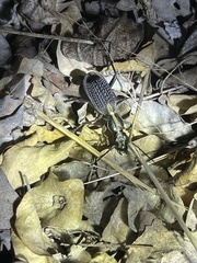 Anthiinae