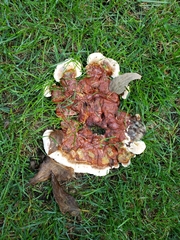 Ganoderma sessile
