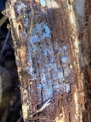 Byssocorticium atrovirens