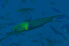 Thalassoma amblycephalus