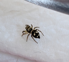 Heliophanus apiatus