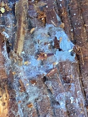 Byssocorticium atrovirens