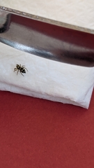 Heliophanus apiatus