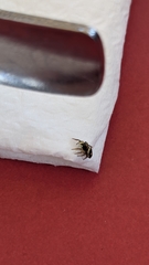 Heliophanus apiatus