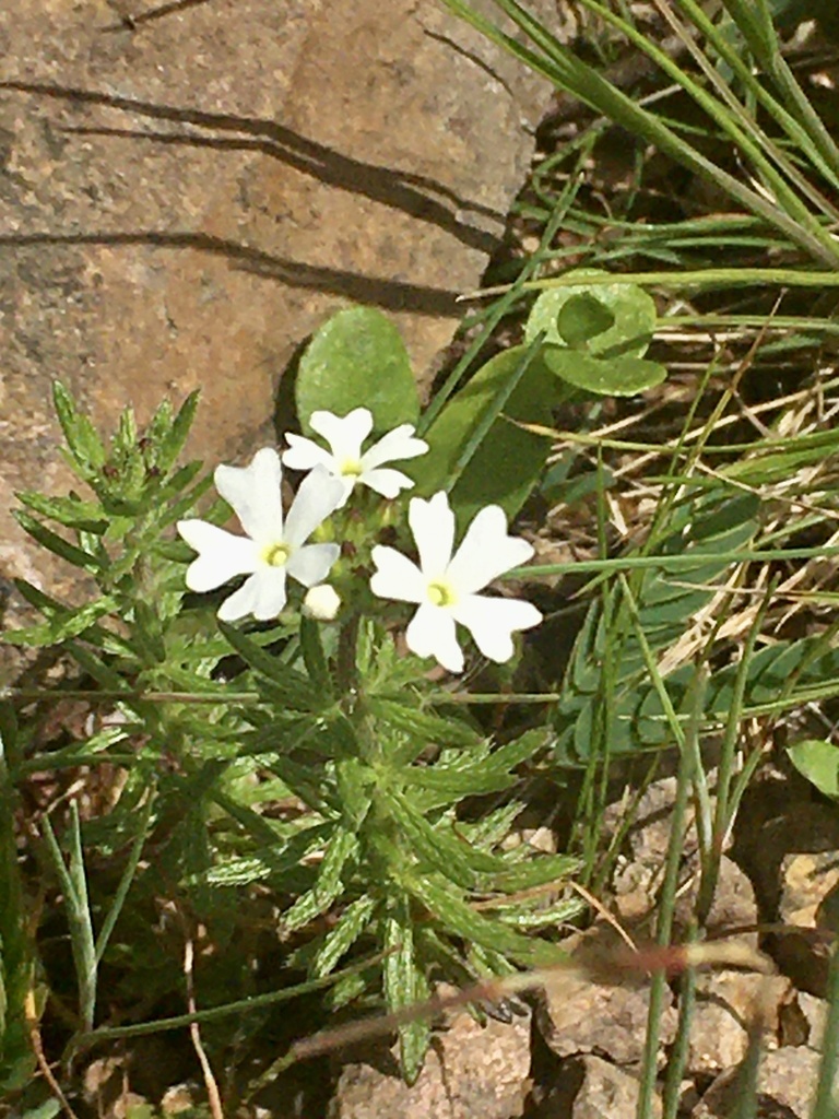 Glandularia thymoides
