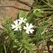 Glandularia thymoides - Photo (c) Santiago Mailhos, some rights reserved (CC BY-NC), uploaded by Santiago Mailhos