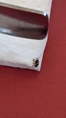 Heliophanus apiatus