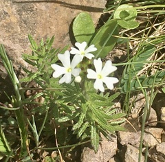 Glandularia thymoides