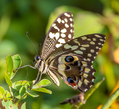 Papilio demodocus