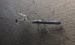 Stagmomantis domingensis