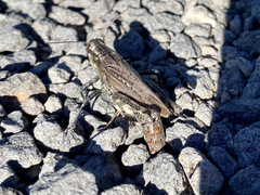 Melanoplus splendidus