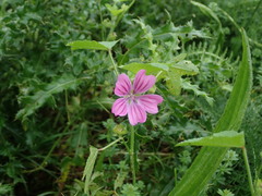 Malva sylvestris