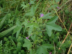 Malva sylvestris