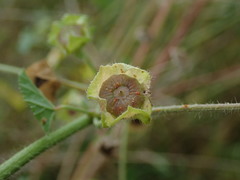 Malva sylvestris