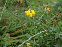 Lotus corniculatus