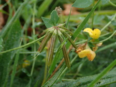 Lotus corniculatus