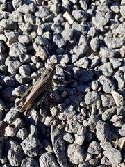 Melanoplus splendidus