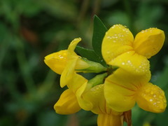 Lotus corniculatus