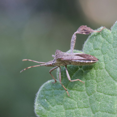 Leptoglossus concaviusculus