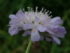Knautia arvensis
