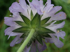 Knautia arvensis