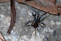 Steatoda cingulata