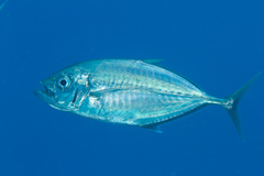 Craterognathus plagiotaenia