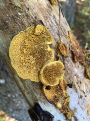 Pseudomerulius curtisii