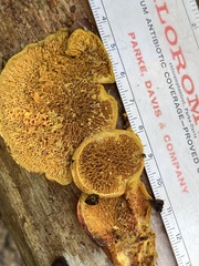 Pseudomerulius curtisii