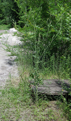 Tragopogon podolicus