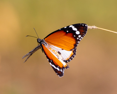 Danaus chrysippus alcippus