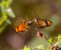 Acraea serena