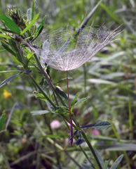Tragopogon podolicus