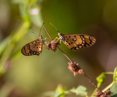 Acraea serena
