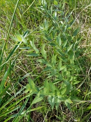 Amsonia repens