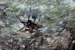 Steatoda cingulata