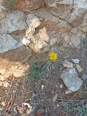 Reichardia