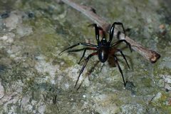 Steatoda cingulata