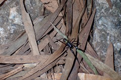 Steatoda cingulata