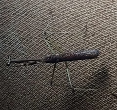 Stagmomantis domingensis