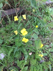 Diplotaxis tenuifolia