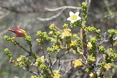 Diosma passerinoides