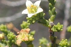 Diosma passerinoides