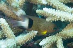 Plectroglyphidodon dickii