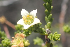 Diosma passerinoides